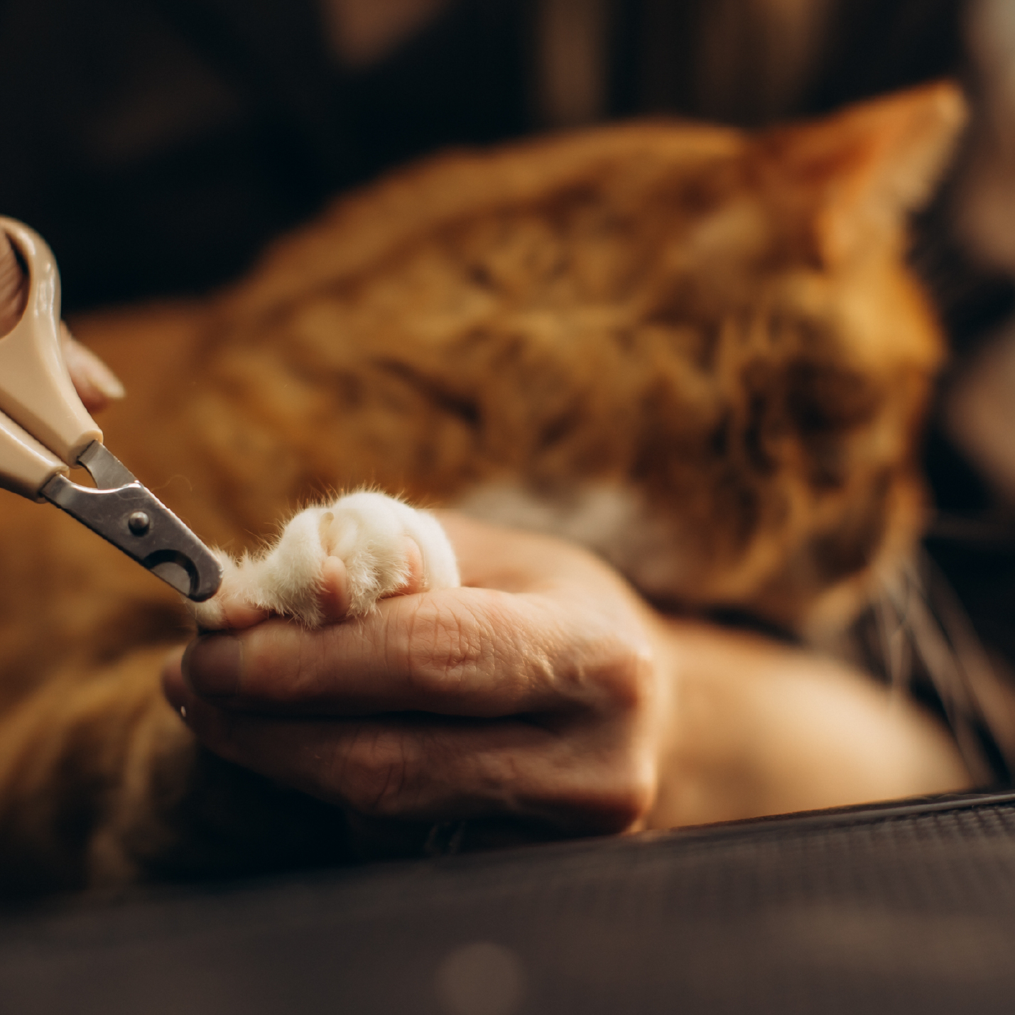 corte de uñas gato criollo-1.jpg